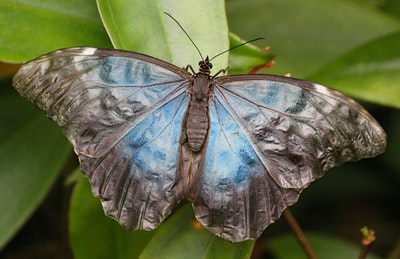 蓝色形态蝴蝶栖息在绿叶特写摄影